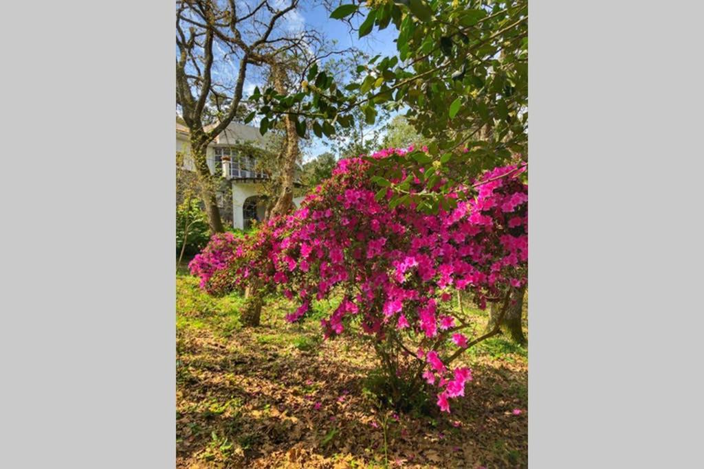Quinta Biologica, Com Vista, Na Serra De 신트라 외부 사진