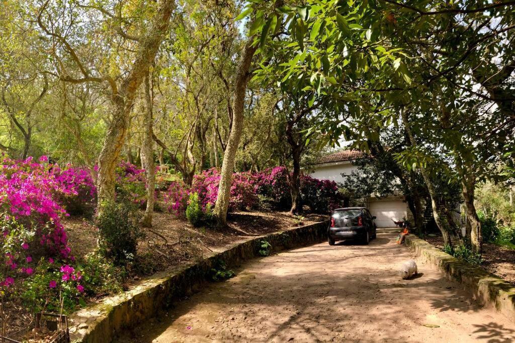 Quinta Biologica, Com Vista, Na Serra De 신트라 외부 사진