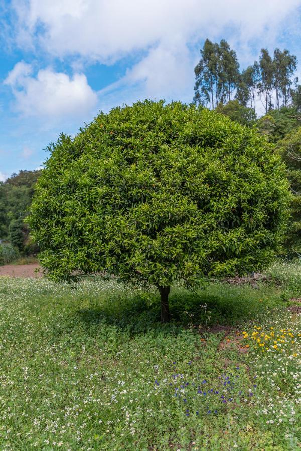 Quinta Biologica, Com Vista, Na Serra De 신트라 외부 사진